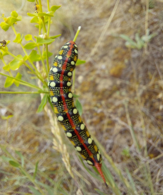 kutyatejszender - Hyles euphorbiae