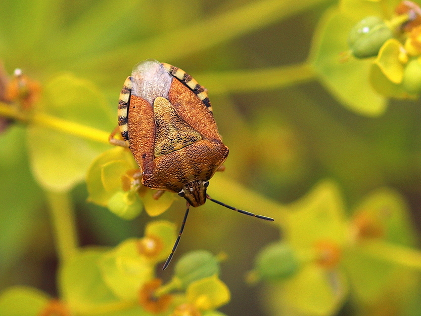 Carpocoris Carpocoris