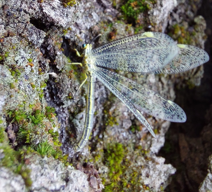 Myrmecaelurus punctulatus - pontozott hangyaleső