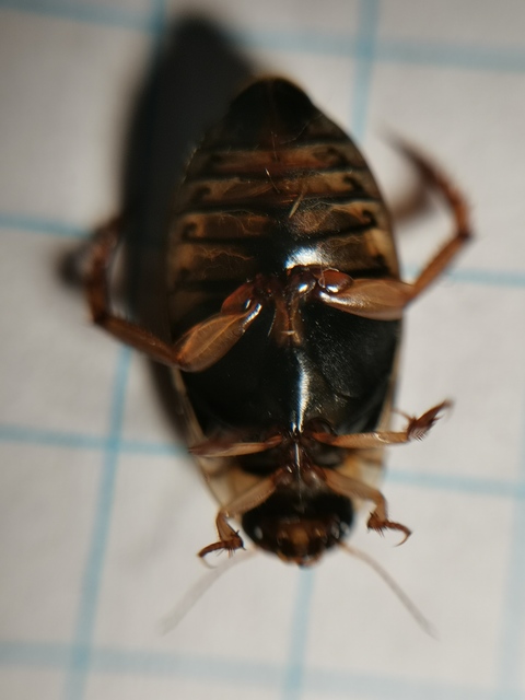 Rhantus frontalis - sárgamellű particsíkbogár