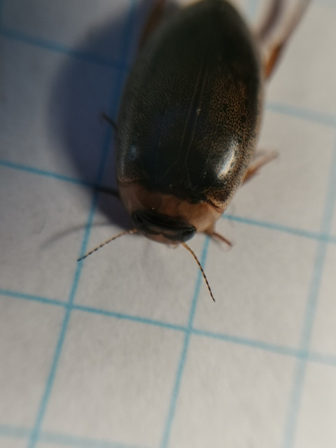 Rhantus bistriatus - sávosnyakú particsíkbogár
