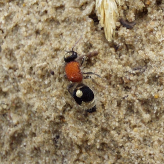 Mutillidae - hangyadarazsak