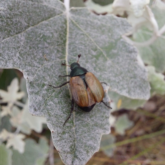 Anomala dubia - kis fináncbogár