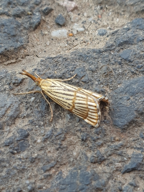 Chrysocrambus linetella - déli fűgyökérmoly