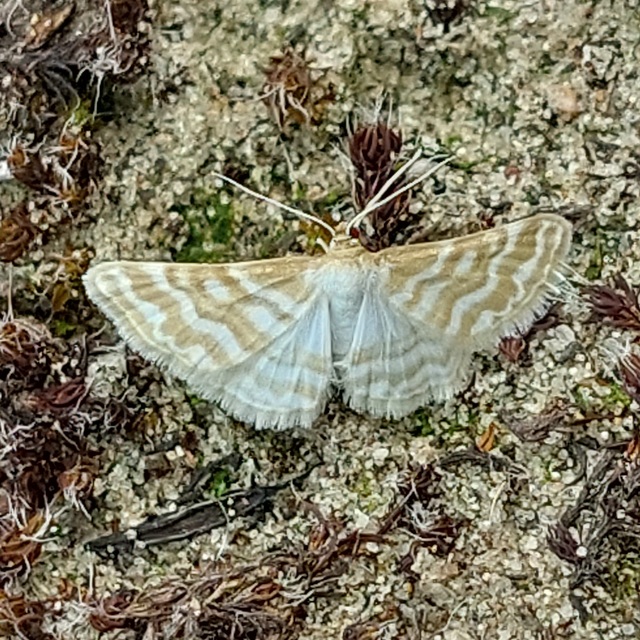 Idaea sericeata - selymes sávosaraszoló
