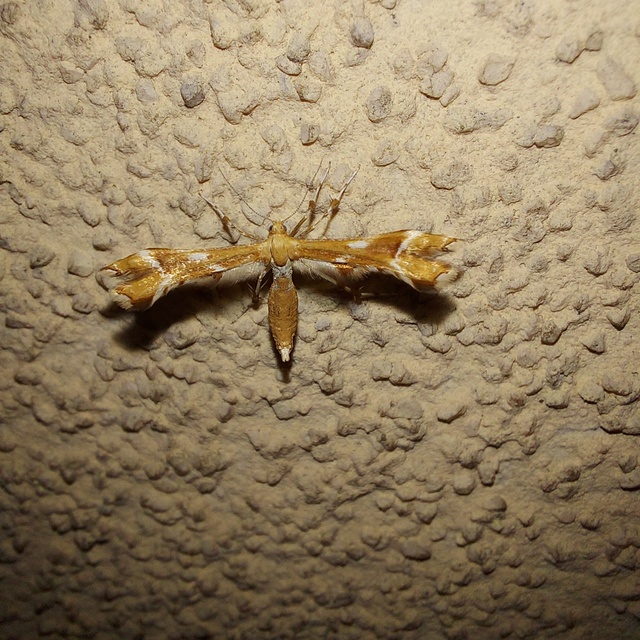 Cnaemidophorus rhododactyla - rózsabogyó-tollasmoly