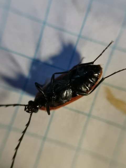Pseudocistela ceramboides - narancssárga alkonybogár