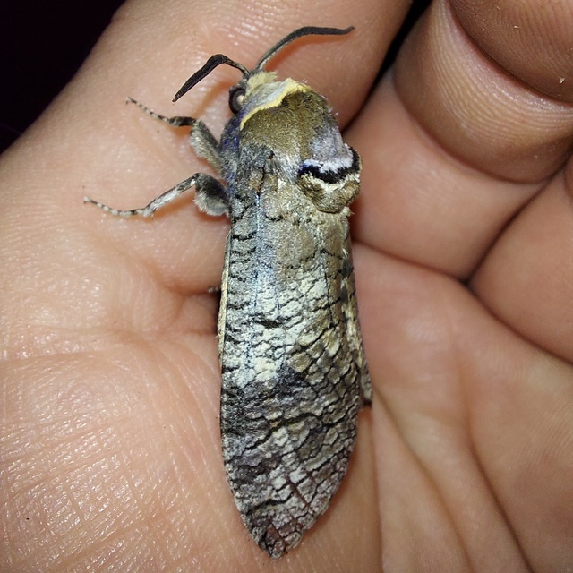 Cossus cossus - fűzfarontólepke