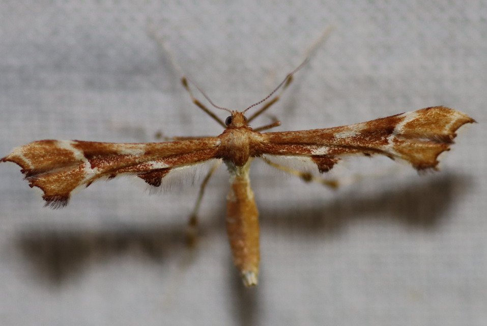 Cnaemidophorus rhododactyla - rózsabogyó-tollasmoly