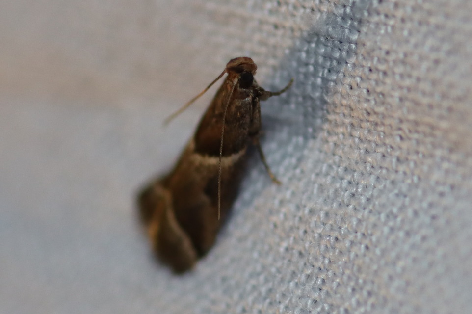 Nyctegretis