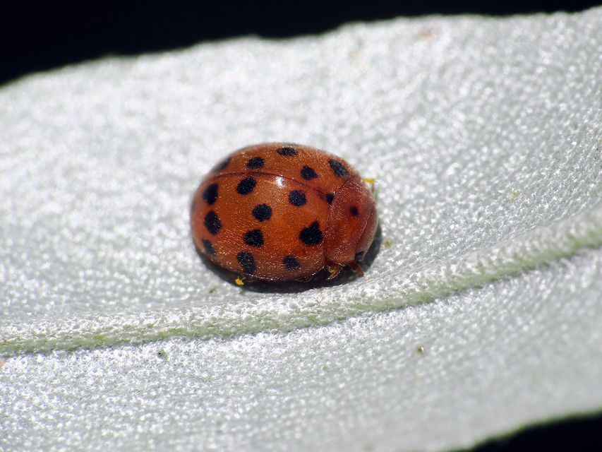 Subcoccinella vigintiquatuorpunctata - lucernaböde