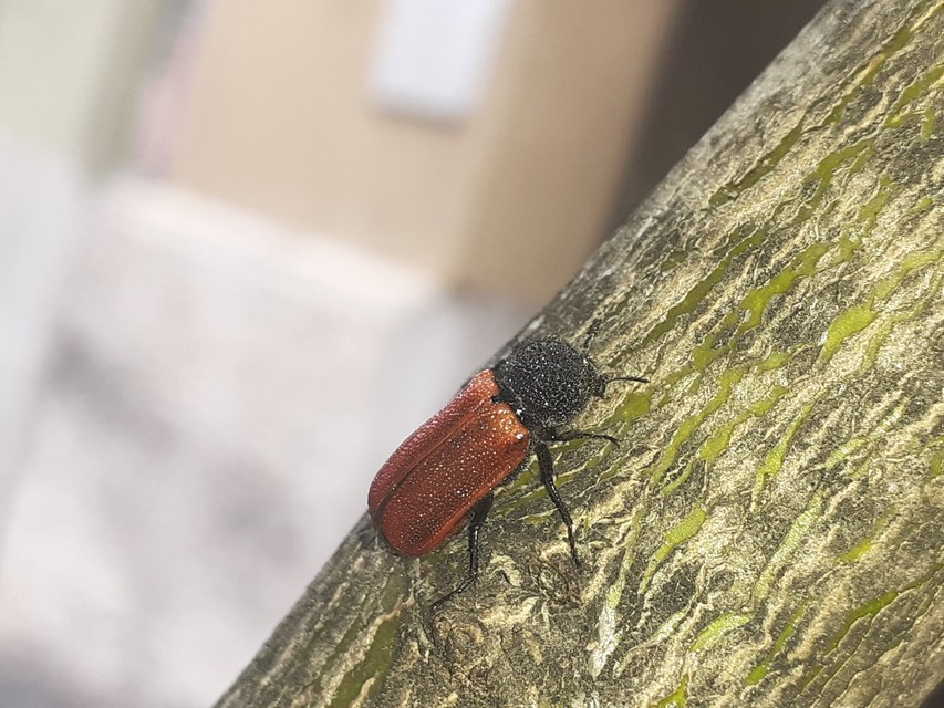 Bostrichus capucinus - piros csuklyásszú