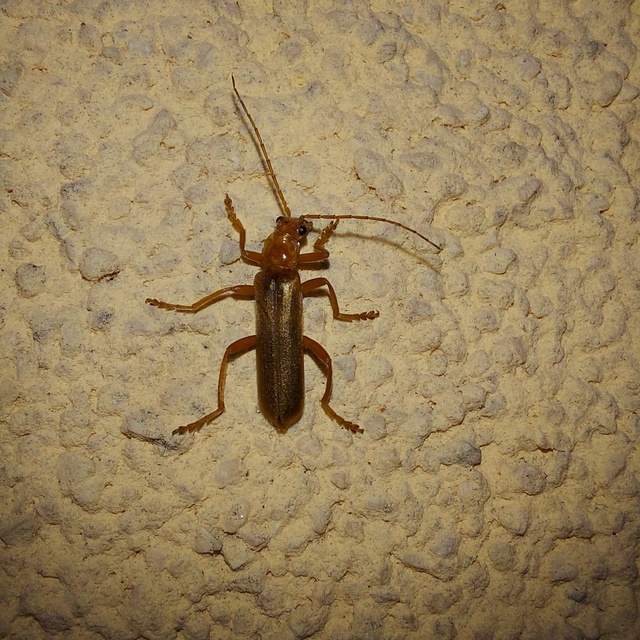 Cantharis rufa - rőt lágybogár