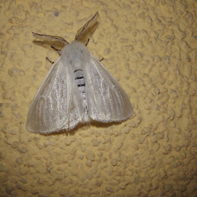 Leucoma salicis - fűzfaszövő