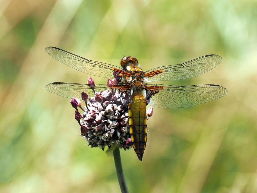 Libellula depressa - széles laposacsa