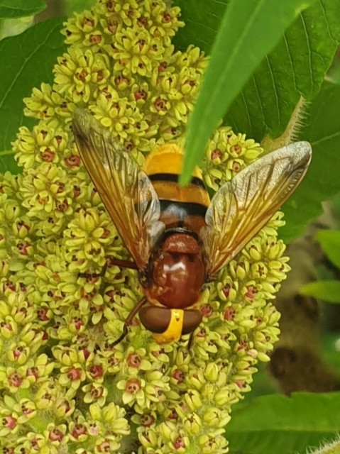 Volucella zonaria - kétöves pihelégy Volucella zonaria - kétöves pihelégy