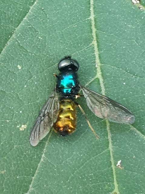 Chloromyia speciosa