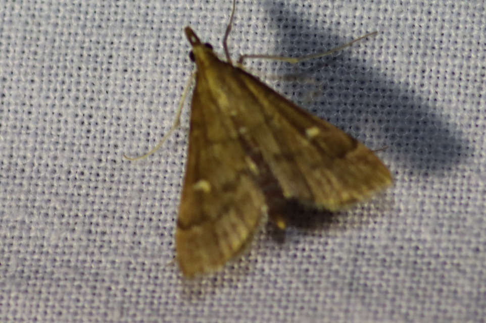 Dolicharthria punctalis - hosszúlábú tűzmoly