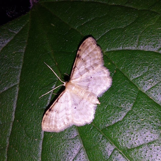 Idaea fuscovenosa - szürkeszélű apróaraszoló