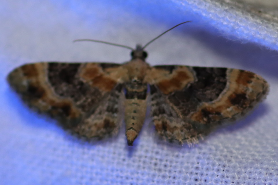 vonalas törpearaszoló - Eupithecia linariata