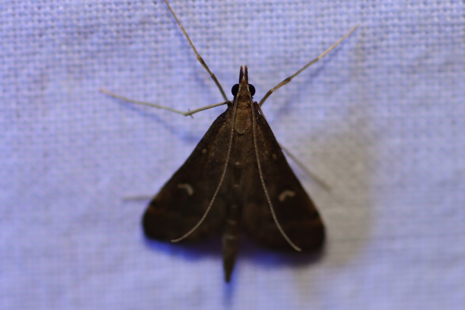 Dolicharthria punctalis - hosszúlábú tűzmoly