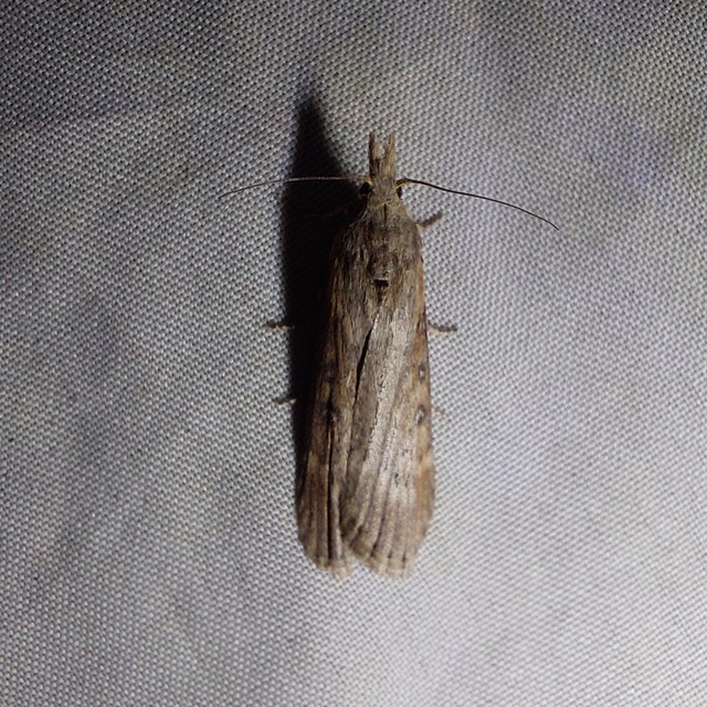 Lamoria