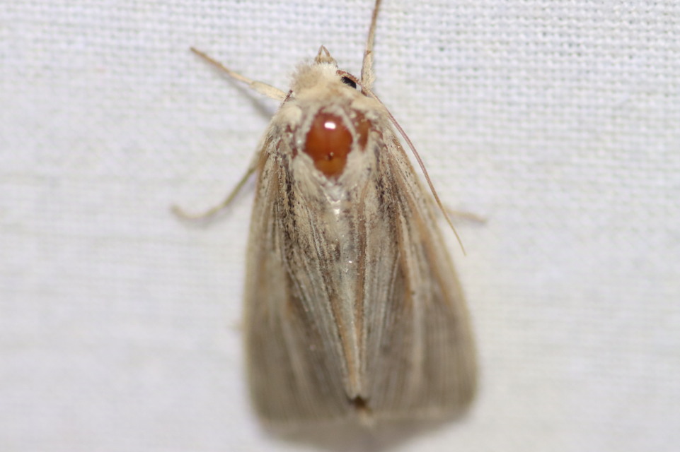 Mythimna pallens/impura/straminea