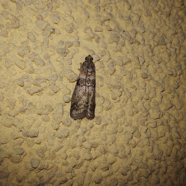 Sciota