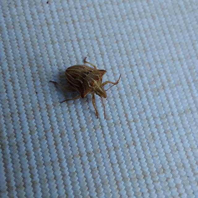 Ancyrosoma leucogrammes - vállas poloska