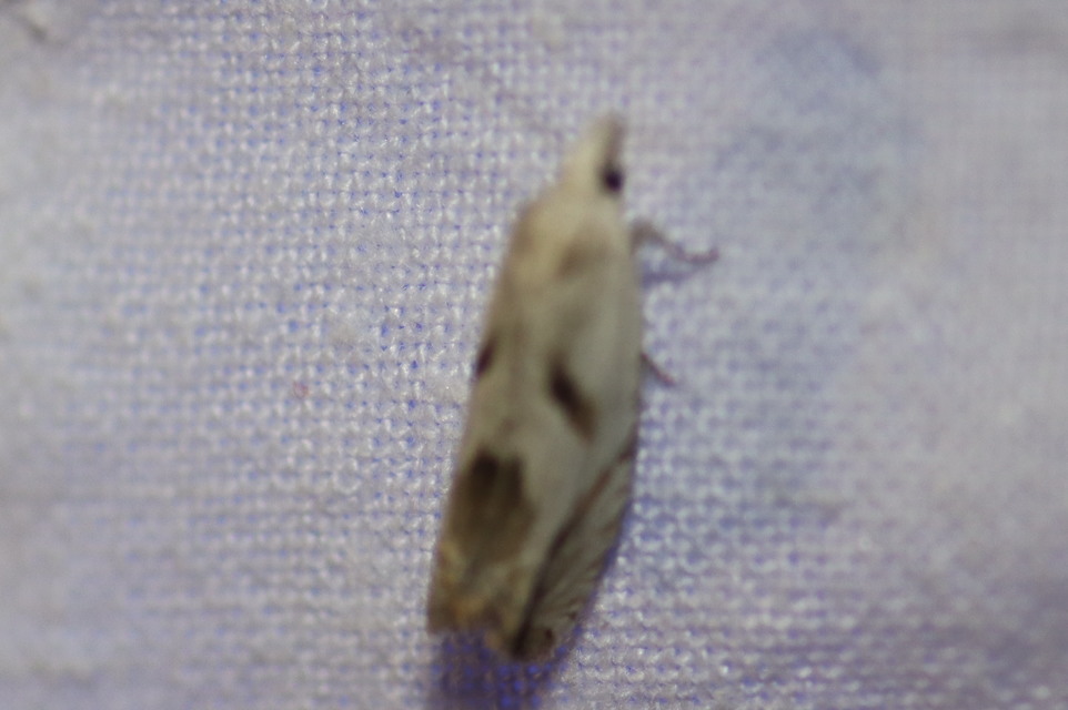 Eucosma