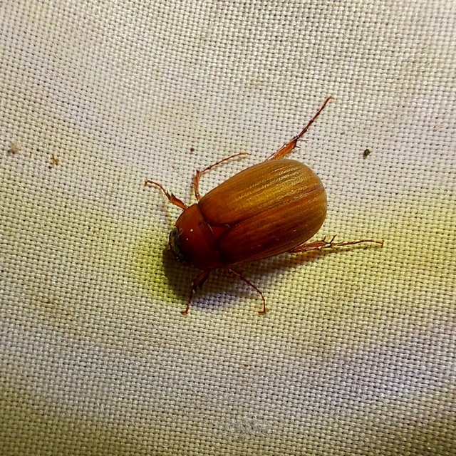 Serica brunnea - homoki kiscserebogár