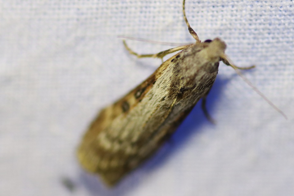 Lamoria