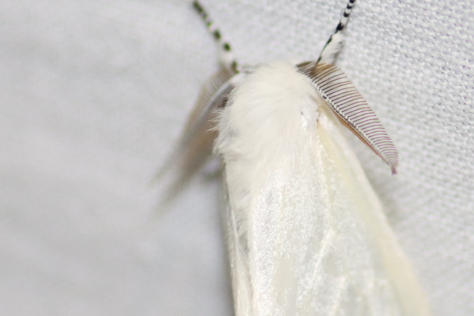 fűzfaszövő - Leucoma salicis