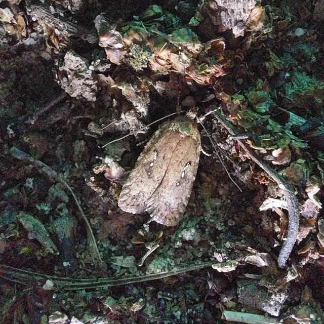 Agonopterix