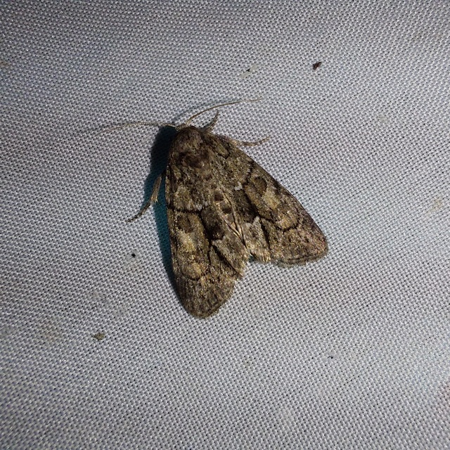 homoki zuzmóbagoly - Cryphia fraudatricula