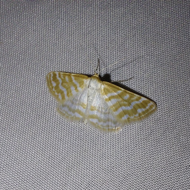 Idaea sericeata - selymes sávosaraszoló