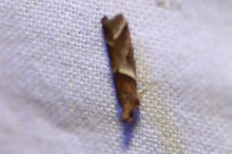 Nyctegretis