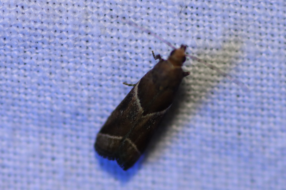 Nyctegretis