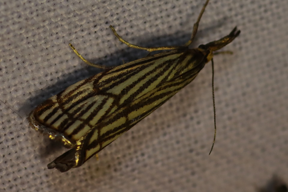 Chrysocramboides craterella - rácsos fűgyökérmoly