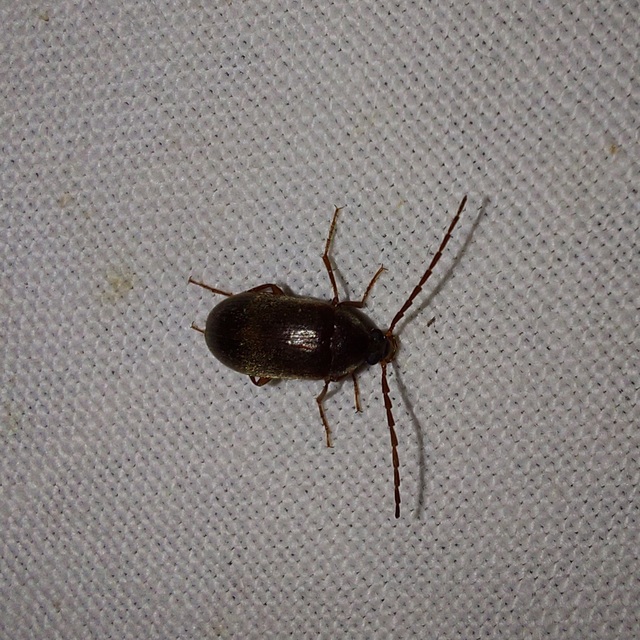 Hymenalia rufipes - rőtlábú alkonybogár