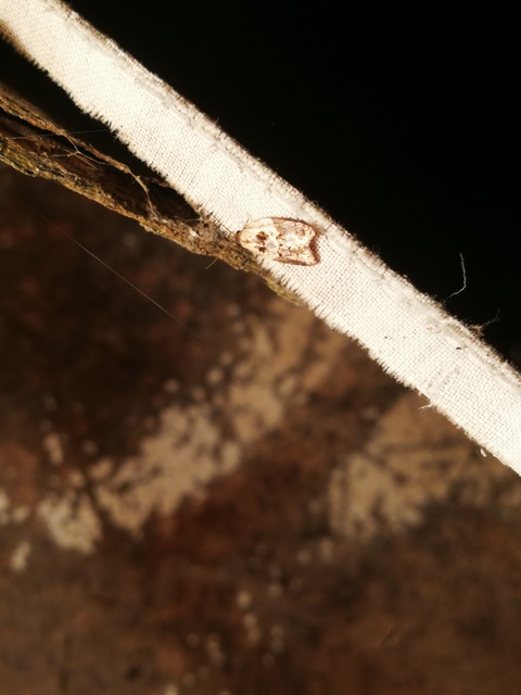 Acleris variegana - tarka levélmoly