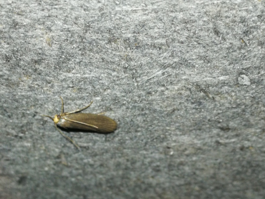 Achroia grisella - kis viaszmoly