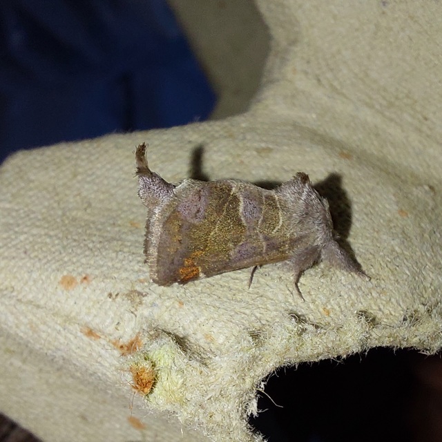 apró levélszövő - Clostera pigra