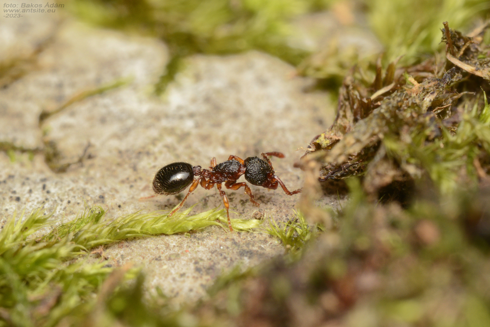 Myrmecina graminicola - ráncoshangya