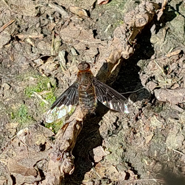 Hemipenthes morio - közönséges gyászlégy