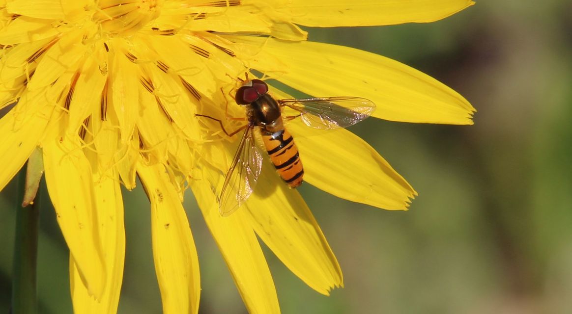 Episyrphus balteatus - ékfoltos zengőlégy