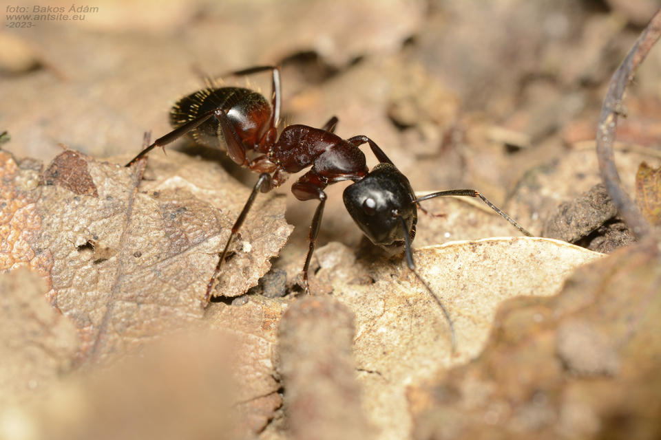 Camponotus ligniperda - faodvasító lóhangya