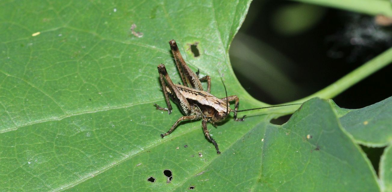 Pholidoptera griseoaptera - szürke avarszöcske
