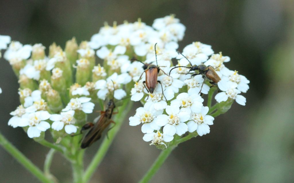Pseudovadonia livida - barnás virágcincér