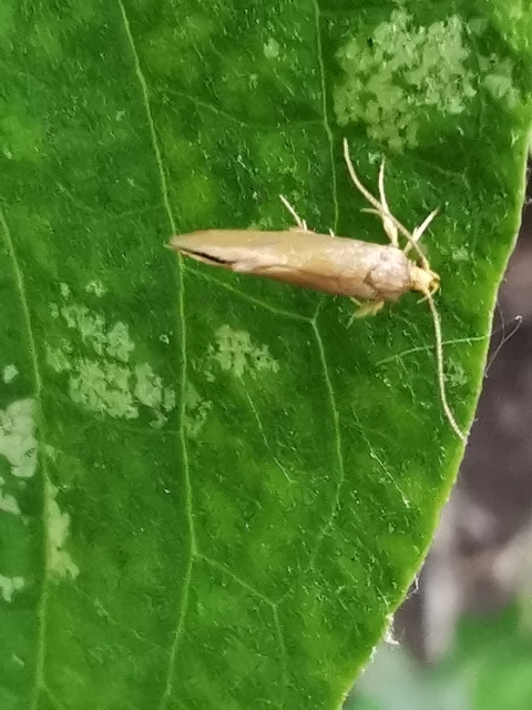 Crassa tinctella/unitella